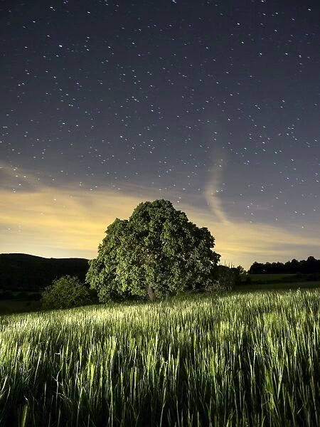 Wheat field with a tree a spring night
