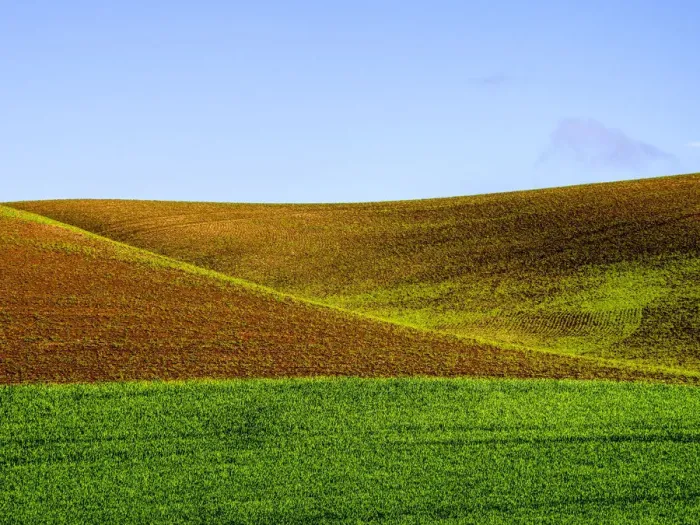 Framed Print : Wheat fields of Palouse region in spring, Washington State, USA Framed Print : Wheat fields of Palouse region in spring, Washington State, USA