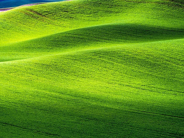 Wheat fields of Palouse region in spring, Washington State, USA
