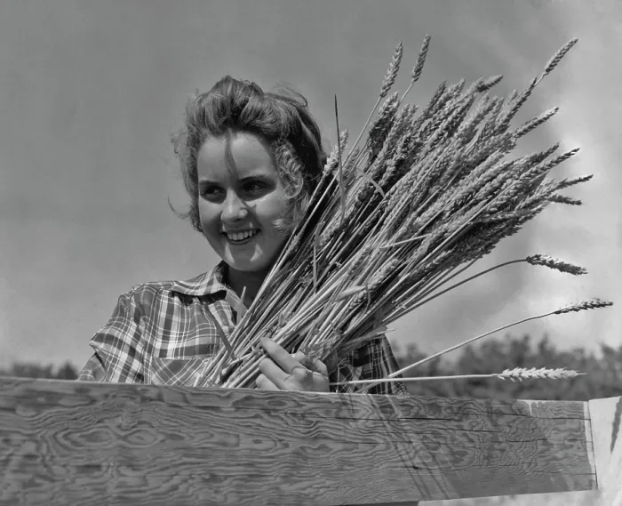 Framed Print : Wheat Harvest Framed Print : Wheat Harvest