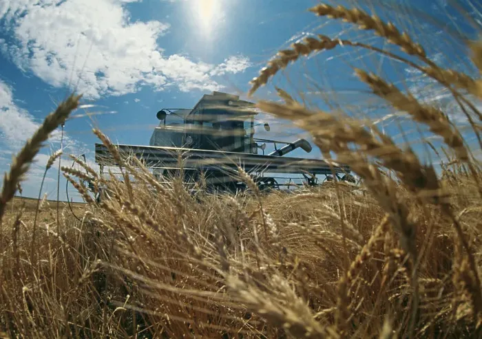 Framed Print : Wheat Harvest In Colorado Framed Print : Wheat Harvest In Colorado
