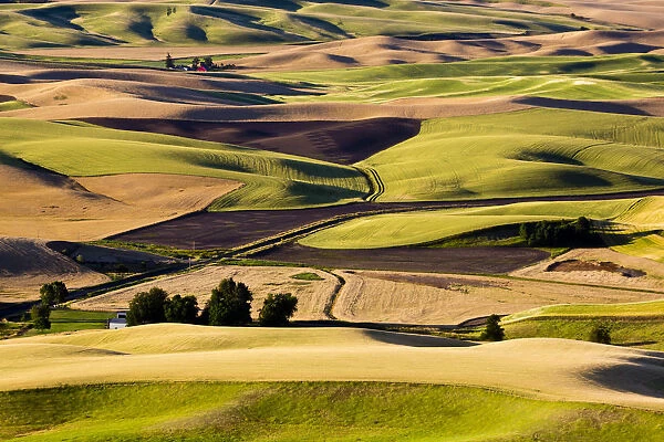 Wheat and pea fields on hills in Palouse region, Washington State, USA