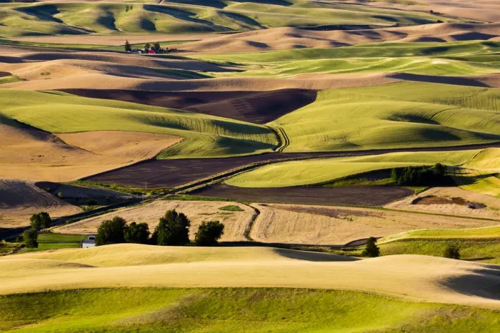 Framed Print : Wheat and pea fields on hills in Palouse region, Washington State, USA Framed Print : Wheat and pea fields on hills in Palouse region, Washington State, USA