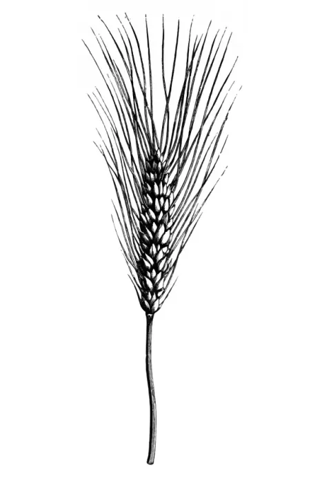 Framed Print : Wheat (triticum compactum aristatum) Framed Print : Wheat (triticum compactum aristatum)