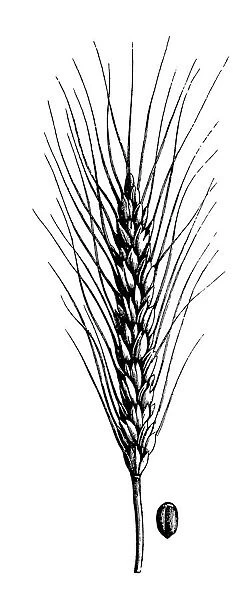 Wheat (Triticum turgidum)