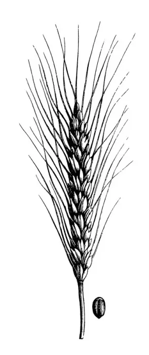 Framed Print : Wheat (Triticum turgidum) Framed Print : Wheat (Triticum turgidum)