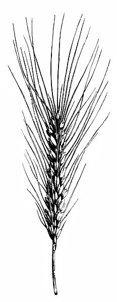 Wheat (Triticum vulgare)