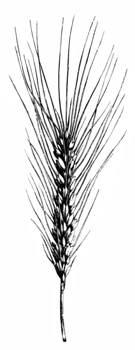 Framed Print : Wheat (Triticum vulgare) Framed Print : Wheat (Triticum vulgare)