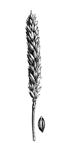 Wheat (triticum vulgare muticum)