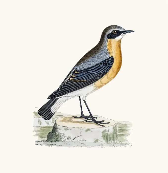 Framed Print : Wheatear bird Framed Print : Wheatear bird
