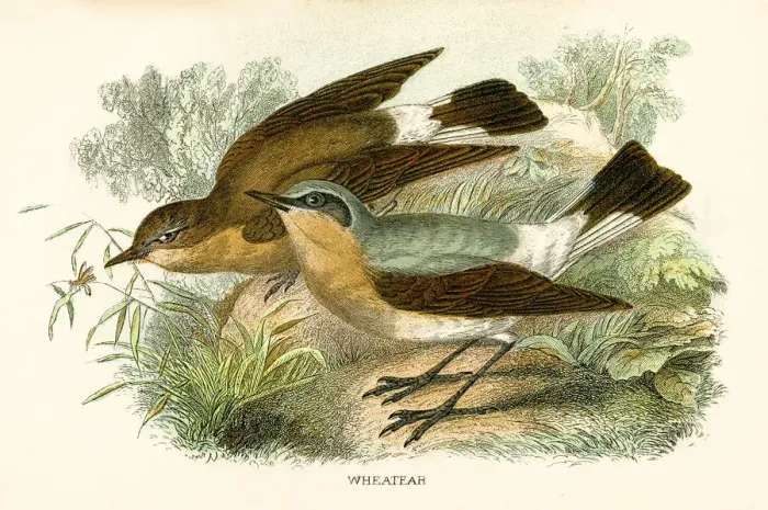 Framed Print : Wheatear engraving 1896 Framed Print : Wheatear engraving 1896