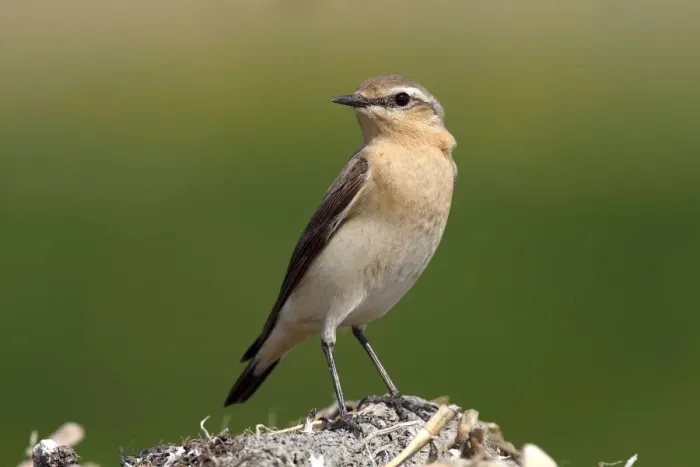 Framed Print : Wheatear -Oenanthe Oenanthe- Framed Print : Wheatear -Oenanthe Oenanthe-