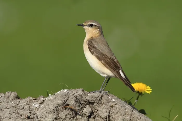 Framed Print : Wheatear -Oenanthe oenanthe- Framed Print : Wheatear -Oenanthe oenanthe-