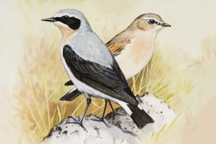 Framed Print : Wheatear (Oenanthe oenanthe), male and female, standing side by side, side view Framed Print : Wheatear (Oenanthe oenanthe), male and female, standing side by side, side view
