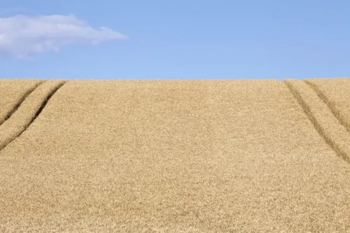 Framed Print : Wheatfield (Triticum) with lane Framed Print : Wheatfield (Triticum) with lane