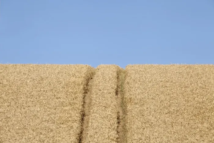 Framed Print : Wheatfield (Triticum) with lane Framed Print : Wheatfield (Triticum) with lane