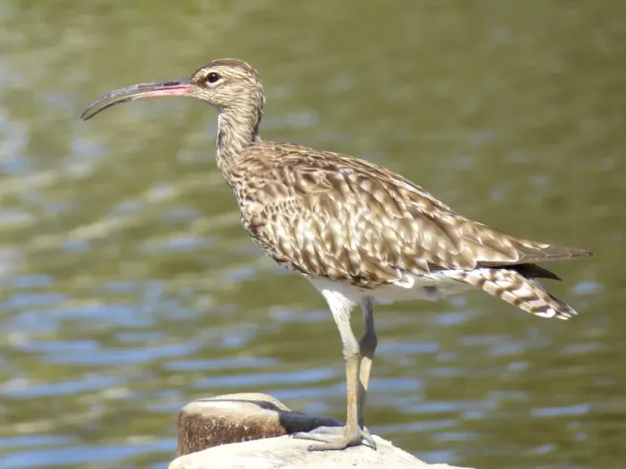 Framed Print : Whimbrel, Gambia, West Africa Framed Print : Whimbrel, Gambia, West Africa
