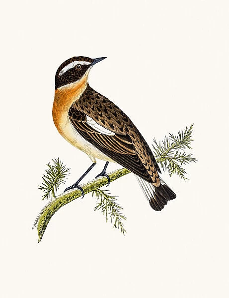 Whinchat. A photograph of an original hand-colored engraving