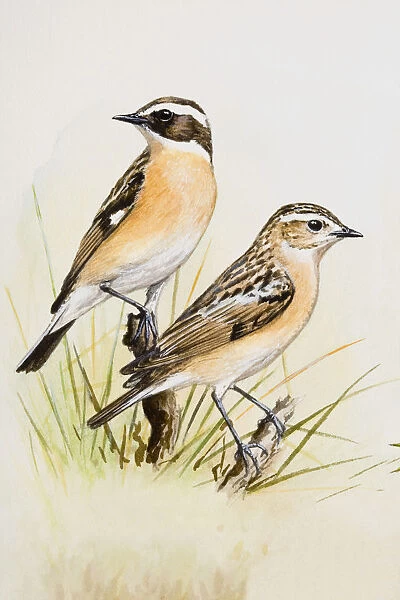 Whinchat (Saxicola rubetra), two birds perching on branches, looking away