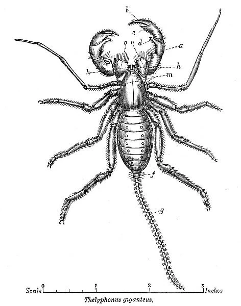 Whip scorpion engraving 1878