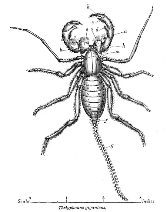 Framed Print : Whip scorpion engraving 1878 Framed Print : Whip scorpion engraving 1878
