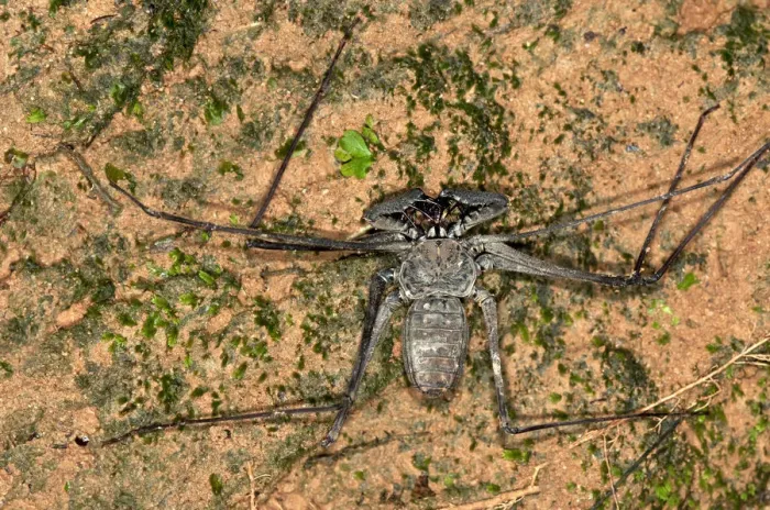 Framed Print : Whip spider -Heterophrynus elaphus-, Tambopata Nature Reserve, Madre de Dios Region, Peru