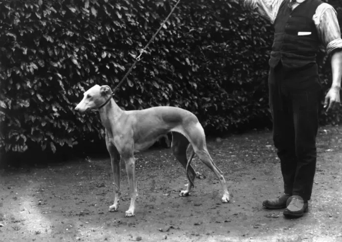 Framed Print : Whippet. 25th March 1913: A whippet from Lady Decies whippet kennel Framed Print : Whippet. 25th March 1913: A whippet from Lady Decies whippet kennel