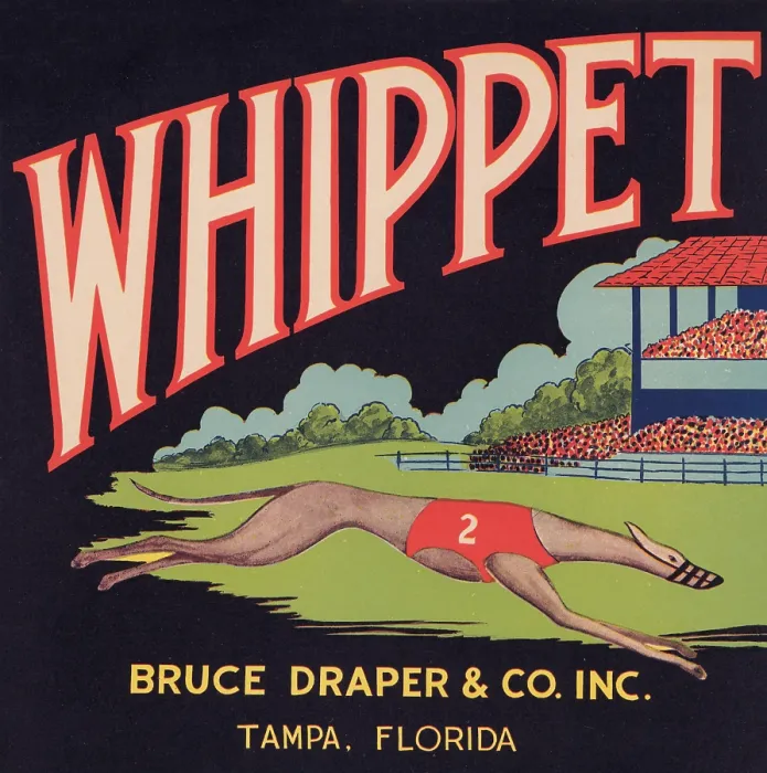 Framed Print : Whippet Brand Framed Print : Whippet Brand