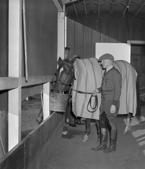 Framed Print : Whirlaway Drinking in Stable Framed Print : Whirlaway Drinking in Stable