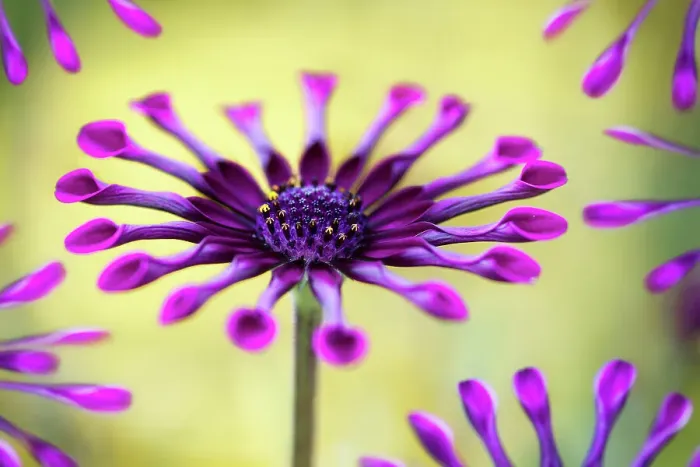 Framed Print : Whirlygig. Close up of the Osteospermum Whirlygig flower Framed Print : Whirlygig. Close up of the Osteospermum Whirlygig flower