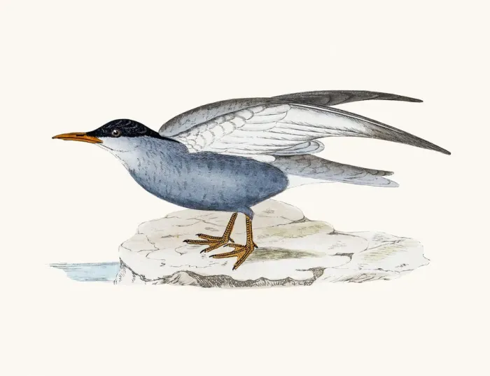 Framed Print : Whiskered tern Framed Print : Whiskered tern