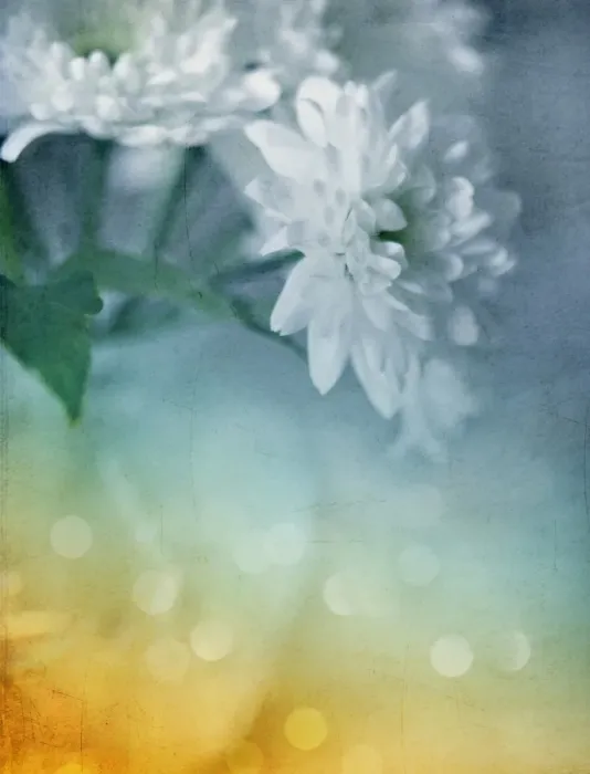 Framed Print : Whispery white vintage daisy mums