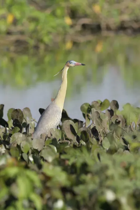 Framed Print : Whistling Heron (Syrigma sibilatrix) Framed Print : Whistling Heron (Syrigma sibilatrix)