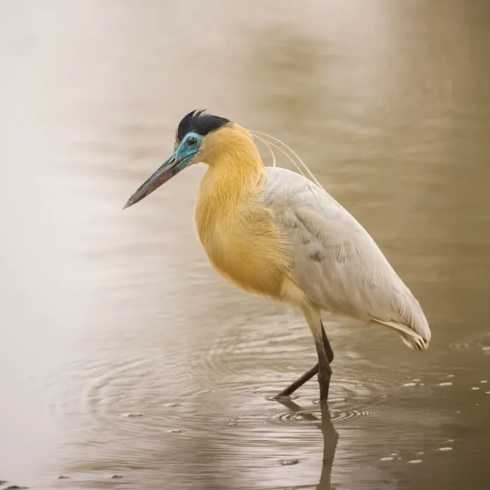 Framed Print : Whistling Heron (Syrigma sibilatrix), Pantanal Framed Print : Whistling Heron (Syrigma sibilatrix), Pantanal