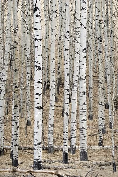 White Aspens In A Forest