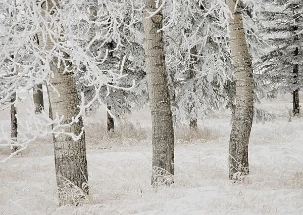 White Aspens In Winter