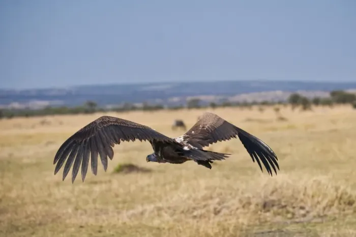 Framed Print : White-backed Vulture (Gyps africanus), Serengeti National Park, Tanzania, Africa Framed Print : White-backed Vulture (Gyps africanus), Serengeti National Park, Tanzania, Africa