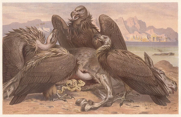 White-backed vulture (Gyps africanus), lithograph, published in 1882