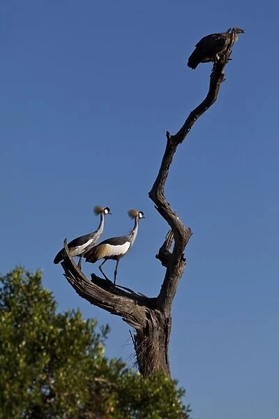 White-backed Vulture -Gyps africanus- and Black Crowned Cranes -Balearica pavonina- on a dead tree, Masai Mara National Reserve, Kenya, East Africa, Africa, PublicGround