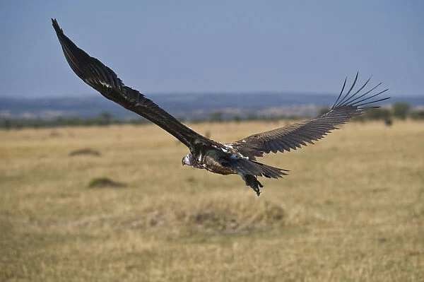 White-backed Vulture (Gyps africanus), flying, Serengeti National Park, Tanzania, Africa