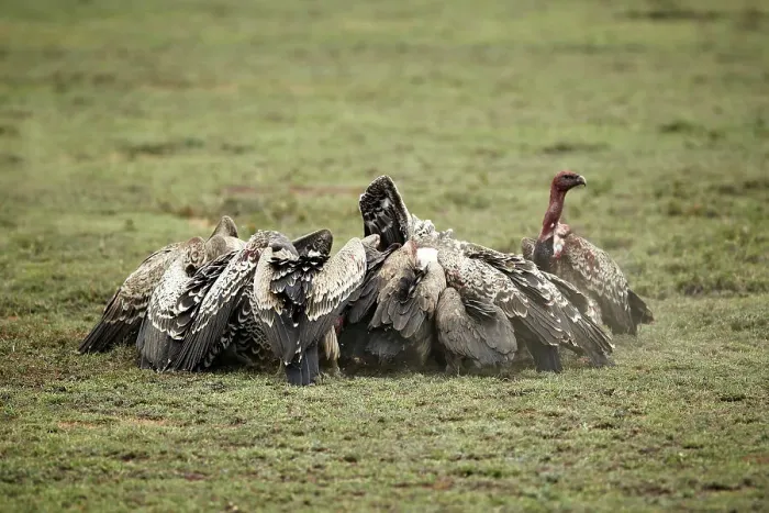 Framed Print : White-backed Vultures -Gyps africanus-, Serengeti, Tanzania, Africa Framed Print : White-backed Vultures -Gyps africanus-, Serengeti, Tanzania, Africa