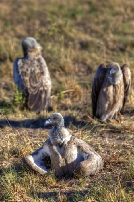Framed Print : White-backed Vultures -Gyps africanus-, Masai Mara National Reserve, Kenya, East Africa, Africa, PublicGround Framed Print : White-backed Vultures -Gyps africanus-, Masai Mara National Reserve, Kenya, East Africa, Africa, PublicGround