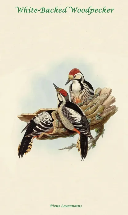 Framed Print : White-Backed Woodpecker Framed Print : White-Backed Woodpecker