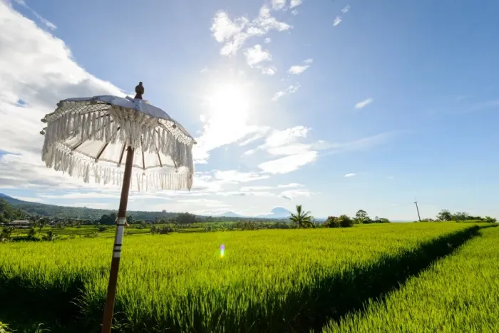 Framed Print : White Balinese Umbrella in paddy fields Framed Print : White Balinese Umbrella in paddy fields