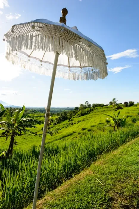 Framed Print : White Balinese Umbrella in paddy fields Framed Print : White Balinese Umbrella in paddy fields