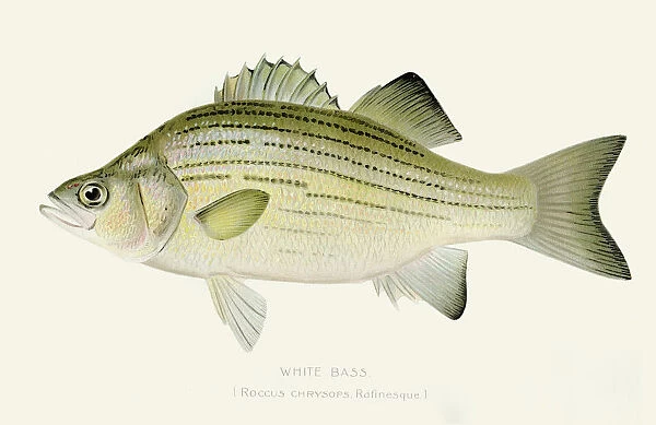 White bass illustration 1897