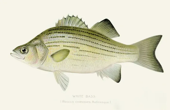 Framed Print : White bass illustration 1897 Framed Print : White bass illustration 1897