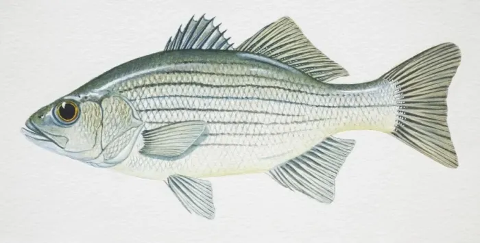 Framed Print : White Bass, Morone chrysops, side view Framed Print : White Bass, Morone chrysops, side view