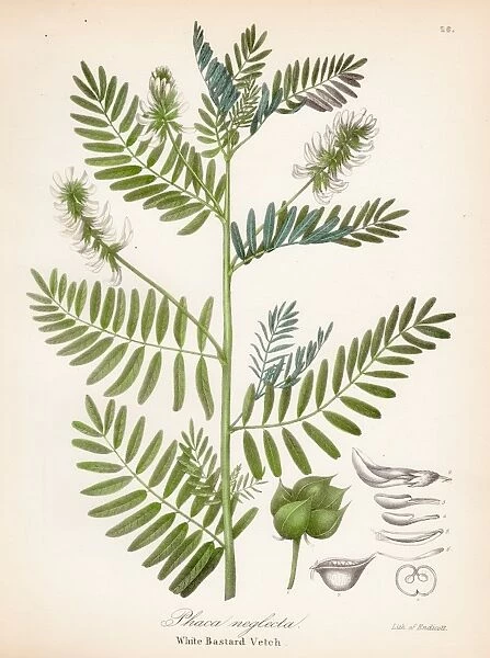White bastard vetch botanical engraving 1843