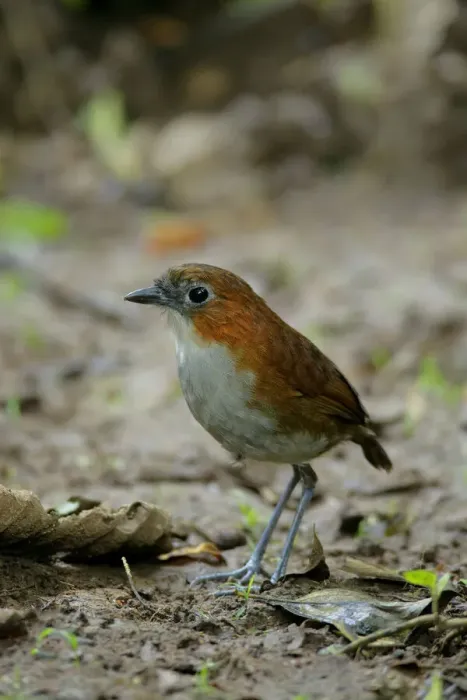 Framed Print : White-bellied Antpitta (Grallaria hypoleuca) Framed Print : White-bellied Antpitta (Grallaria hypoleuca)
